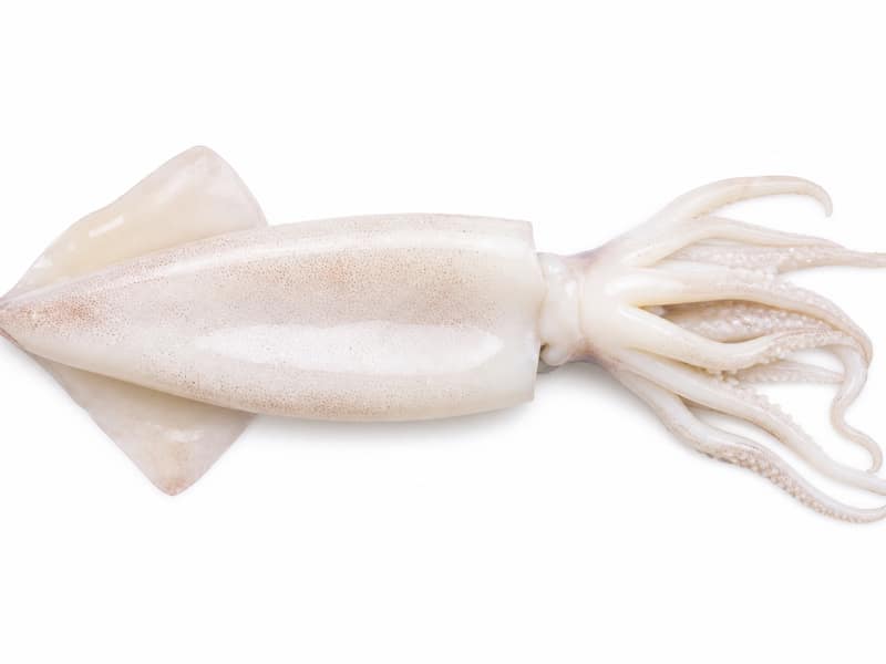 Kalmary – białko 16g, kalorie 92 kcal, węglowodany i tłuszcz na 100g | zdrowe odżywianie